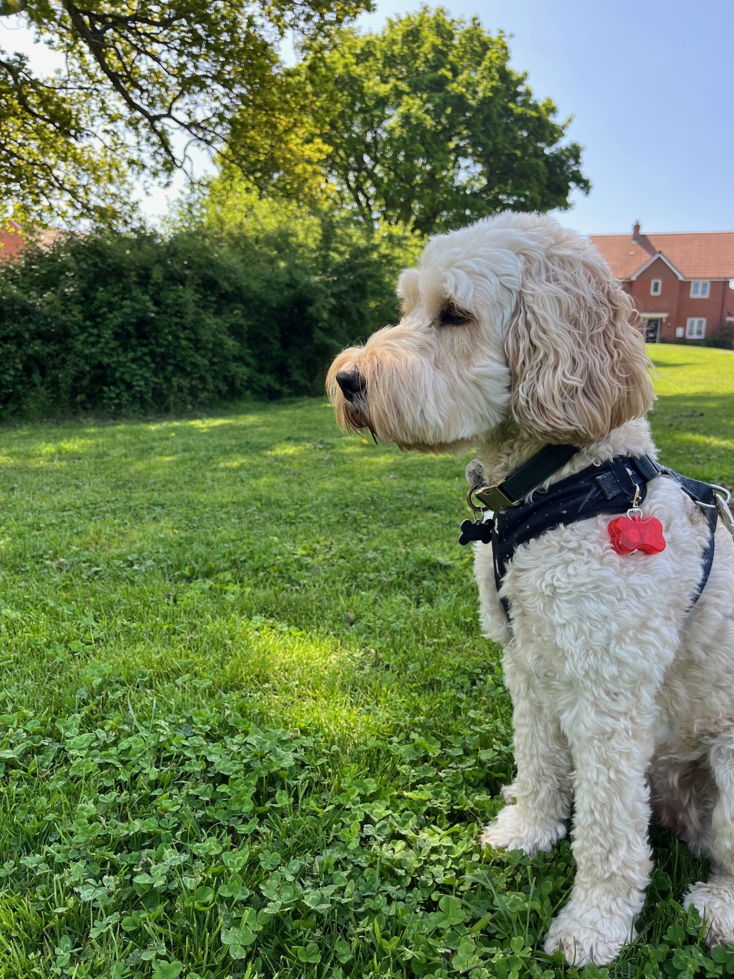Dog walking services - one-on-one - hoppiness pet care - The lovely Luna