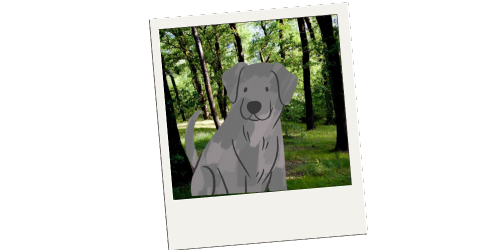 Hoppiness Pet Care - Testimonials - Pet Sitting - Dog Walking 15 Hoppiness Pet Care - Testimonials - Pet Sitting - Dog Walking 15