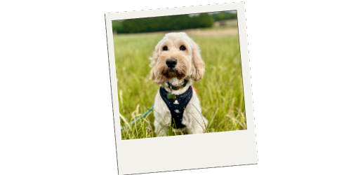 Hoppiness Pet Care - Testimonials - Pet Sitting - Dog Walking 2 Hoppiness Pet Care - Testimonials - Pet Sitting - Dog Walking 2