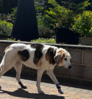 Hoppiness Pet Care - Testimonials - Pet Sitting - Dog Walking 3 copy
