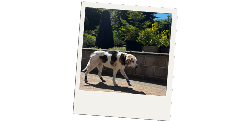 Hoppiness Pet Care - Testimonials - Pet Sitting - Dog Walking 3 Hoppiness Pet Care - Testimonials - Pet Sitting - Dog Walking 3