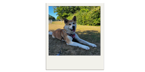 Hoppiness Pet Care - Testimonials - Pet Sitting - Dog Walking 4 Hoppiness Pet Care - Testimonials - Pet Sitting - Dog Walking 4