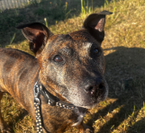 Hoppiness Pet Care - Testimonials - Pet Sitting - Dog Walking 5 copy