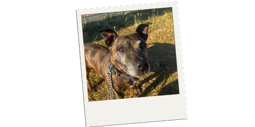 Hoppiness Pet Care - Testimonials - Pet Sitting - Dog Walking 5 Hoppiness Pet Care - Testimonials - Pet Sitting - Dog Walking 5