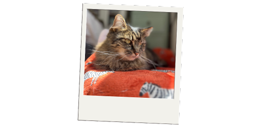 Hoppiness Pet Care - Testimonials - Pet Sitting - Dog Walking 6 Hoppiness Pet Care - Testimonials - Pet Sitting - Dog Walking 6