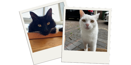 Hoppiness Pet Care - Testimonials - Pet Sitting - Dog Walking 7