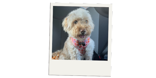 Hoppiness Pet Care - Testimonials - Pet Sitting - Dog Walking 8 Hoppiness Pet Care - Testimonials - Pet Sitting - Dog Walking 8