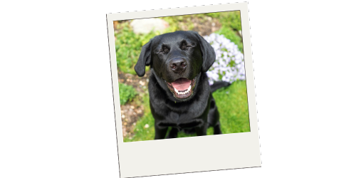 Hoppiness Pet Care - Testimonials - Pet Sitting - Dog Walking 9 Hoppiness Pet Care - Testimonials - Pet Sitting - Dog Walking 9