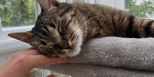 Hoppiness Pet Care Prices cats Hoppiness Pet Care Prices cats