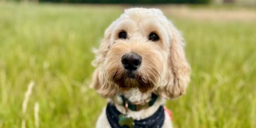 Hoppiness Pet Care Prices dogs Hoppiness Pet Care Prices dogs