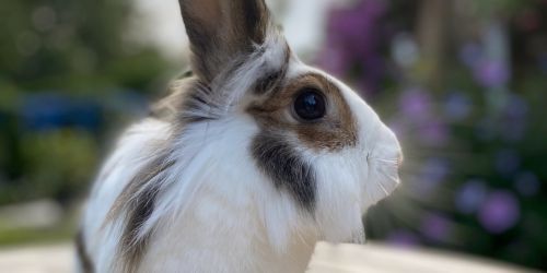 Hoppiness Pet Care Prices small pets Hoppiness Pet Care Prices small pets