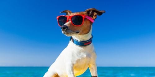 How Hot Is Too Hot to Take My Dog for a Walk in the UK?