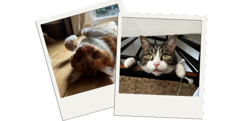 Pet Sitting - hoppiness pet care Pet Sitting - hoppiness pet care