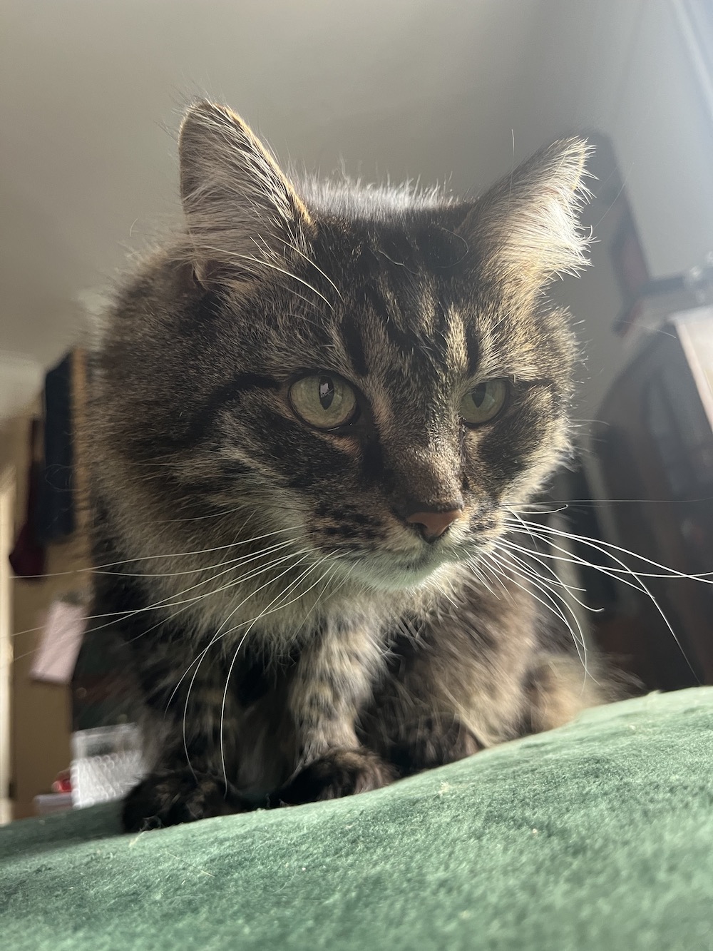 Pet sitting - Hoppiness Pet Care - Eppsy