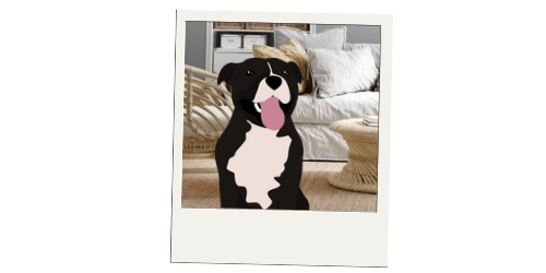 Pet Sitting - Ziggy