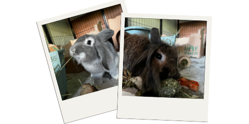 Pet Sitting Forest and Wolf Rabbits