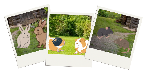 Pet sitting - guinea pigs, rabbits, invertebrates