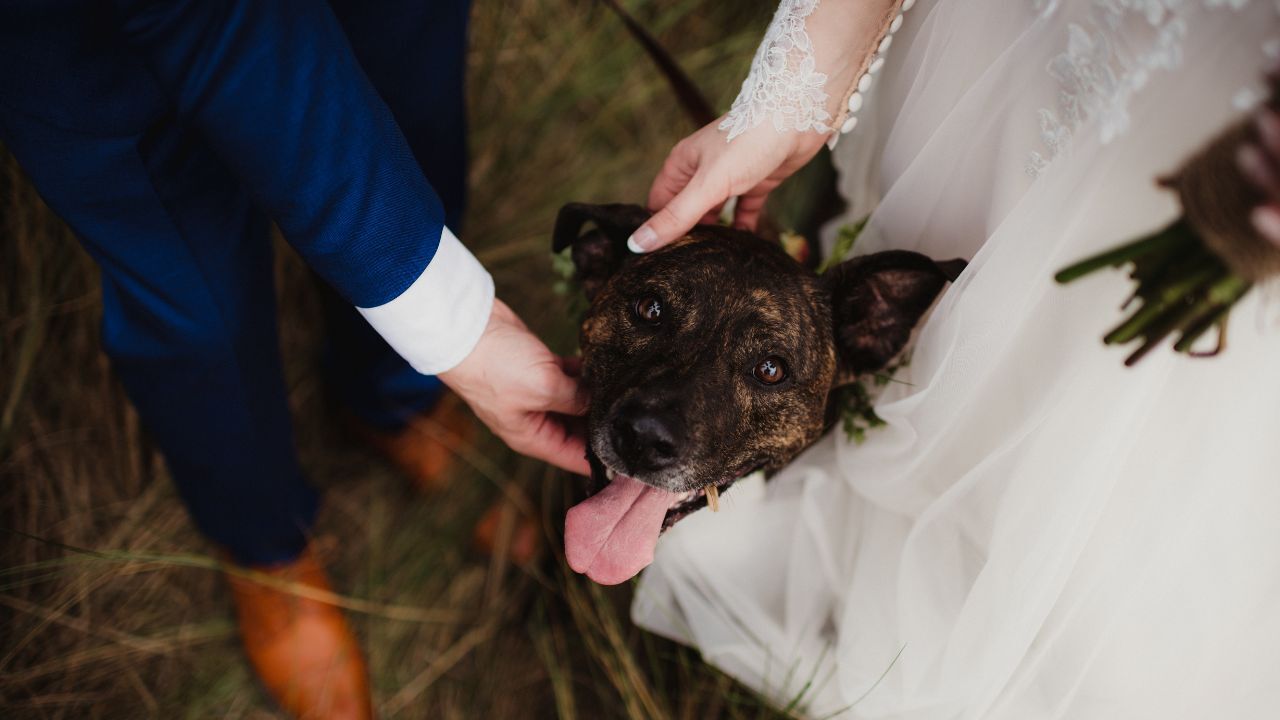 Who can look after my pet when I go to a wedding?