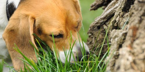 Why Do Dogs Eat Grass? Let’s Talk About It 🐾🌱